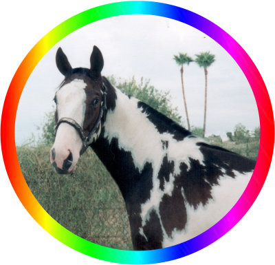 Bay Frame Sabino Overo Double Registered Thoroughbred Stallion