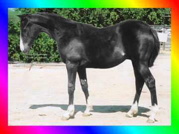 Black Sabino Thoroughbred Stallion