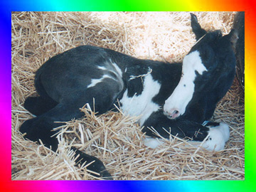 Homozygous Black Frame Overo Thoroughbred Stallion