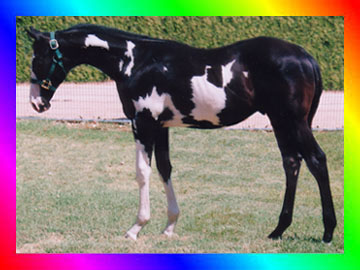 Homozygous Black Frame Overo Thoroughbred Stallion