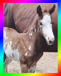Chestnut Frame Overo Thoroughbred Mare