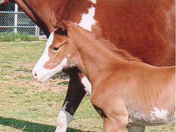 Chestnut Frame Sabino Overo Thoroughbred Mare