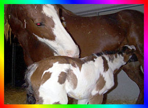 Bay Sabino Frame Overo Thoroughbred Filly