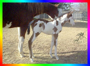 Bay Sabino Frame Overo Thoroughbred Filly
