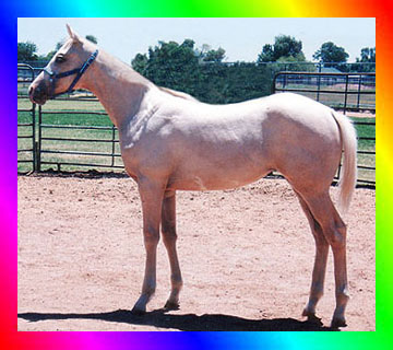 Palomino Frame Overo Double Registered Mare APHA AQHA