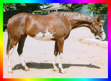 Chestnut Sabino Overo Thoroughbred