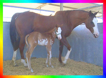 Chestnut Frame Sabino Overo Thoroughbred Colt