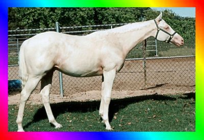 2008 Registered Cremello Stallion