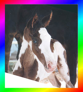 Bay Sabino Frame Overo Thoroughbred Colt
