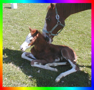 Chestnut Frame Sabino Overo Thoroughbred Colt