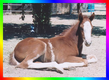 Chestnut Sabino Frame Overo Thoroughbred Colt