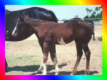 Chestnut Sabino Overo Thoroughbred Mare Filly