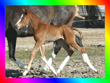 Chestnut Sabino Overo Thoroughbred Filly