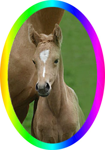 Double Registered Palomino Sabino Thoroughbred Filly