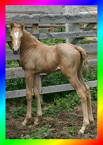 Double Registered Palomino Sabino Thoroughbred Filly