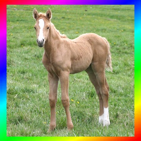 Palomino Thoroughbred Filly
