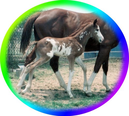 Chestnut Frame Overo Thoroughbred Mare