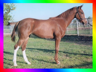 Chestnut Sabino Overo Thoroughbred Mare