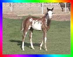 Chestnut Frame Sabino Overo Thoroughbred Mare