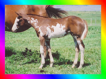 Chestnut Frame Sabino Overo Thoroughbred Colt