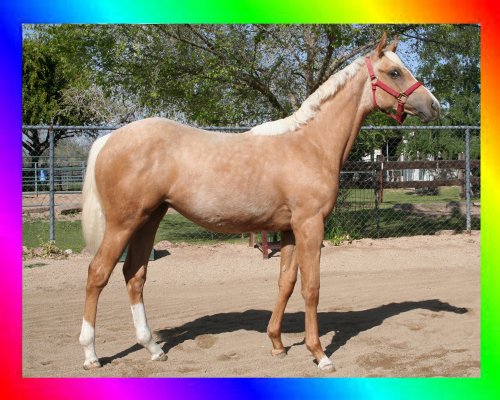 Palomino Thoroughbred Filly