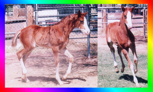 Double Registered Sabino Overo
Thoroughbred Filly