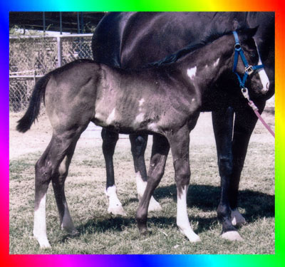 Double Registered Homozygous Black Frame Overo
Thoroughbred Colt