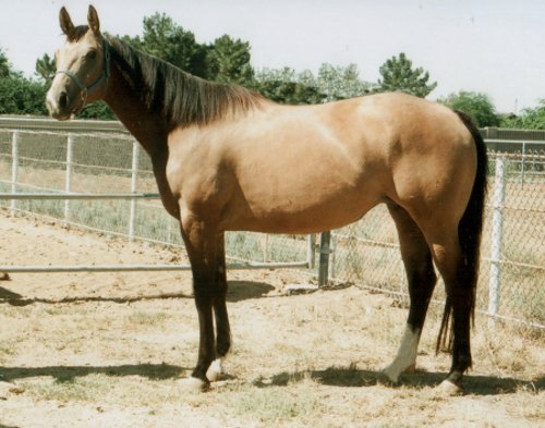 2005 Registered Buckskin Mare