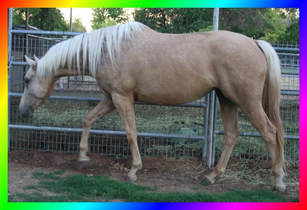 Palomino Sabino Thoroughbred Mare