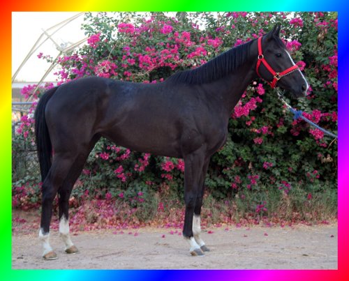 Black Thoroughbred Mare