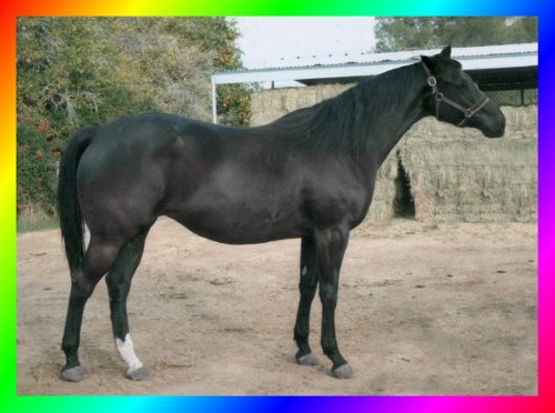 Black Thoroughbred Mare