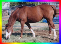 Chestnut Frame Sabino Overo 
					Thoroughbred