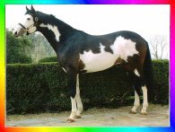 Bay Thoroughbred Frame Sabino Overo 
					 Mare
