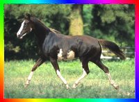 Bay Thoroughbred Frame Sabino Overo 
					 Mare