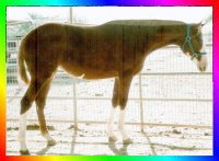 Chestnut Frame Sabino Overo 
					Thoroughbred