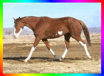 Chestnut Frame Sabino Overo Thoroughbred