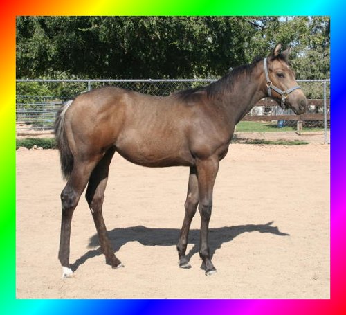 Buckskin Thoroughbred Filly