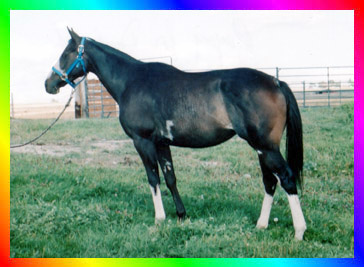 Brown Sabino Rabicano Frame Overo Thoroughbred