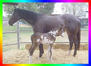 Race Winner Thoroughbred Frame Overo