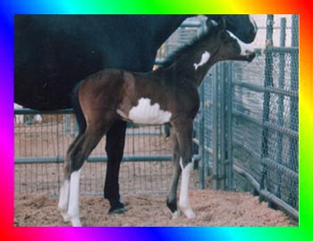 Bay Frame Overo Thoroughbred Filly