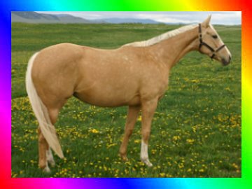 Golden Palomino Sabino Thoroughbred Mare