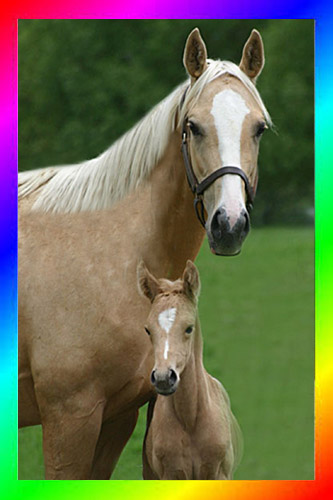 Golden Palomino Sabino Thoroughbred Mare