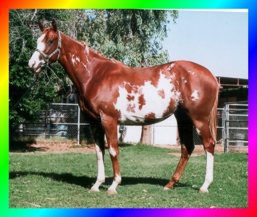 Chestnut Frame Sabino Overo Thoroughbred