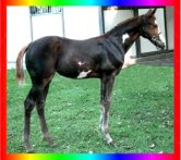 Chestnut Frame Overo Thoroughbred