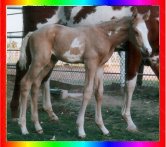 Palomino Frame Overo Thoroughbred