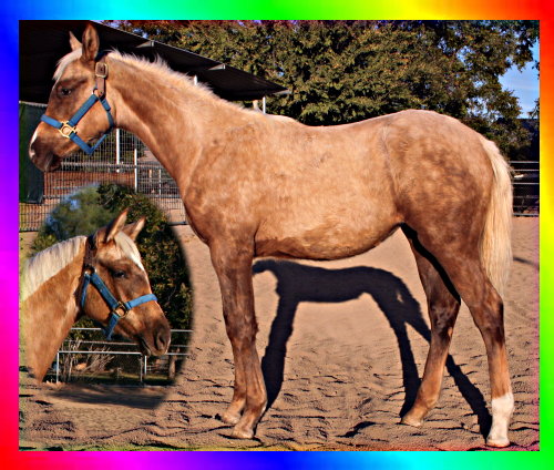 Palomino Thoroughbred Filly