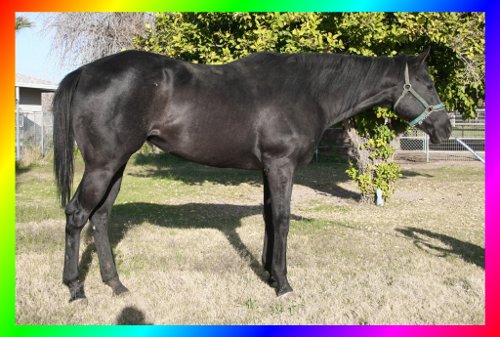 Black Thoroughbred Mare