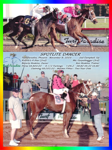 Chestnut Sabino Thoroughbred Mare