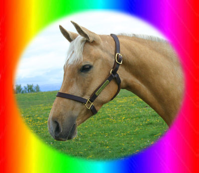 Golden Palomino Thoroughbred Mare