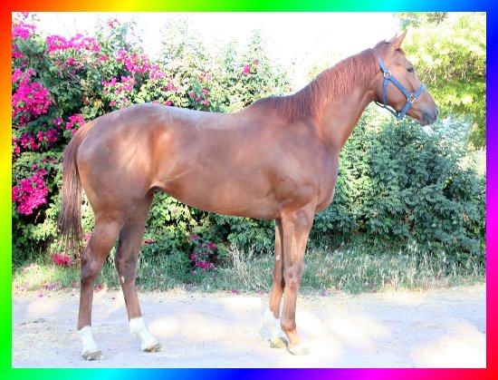 2007 Thoroughbred Mare